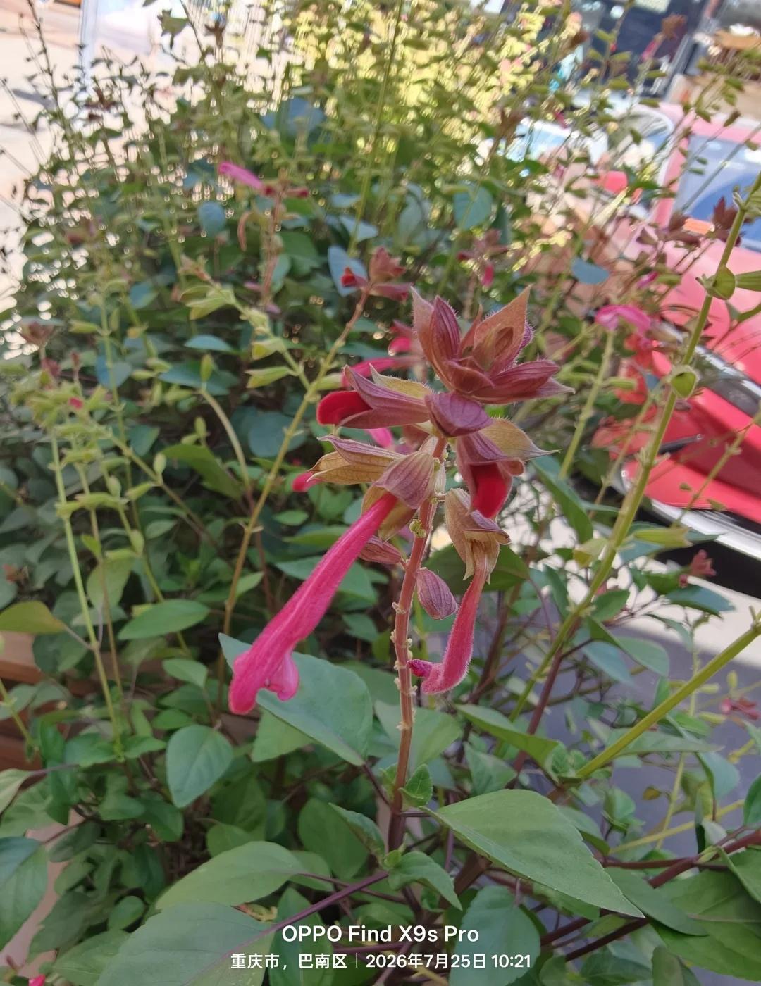 两款手机拍照对比，你pick谁？
路边随手拍的花，Reno16Pro和FindX