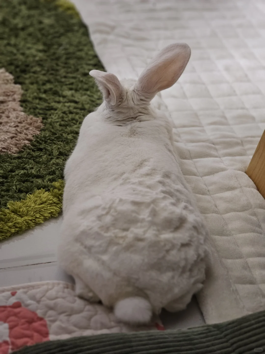 迷人香香三瓣嘴