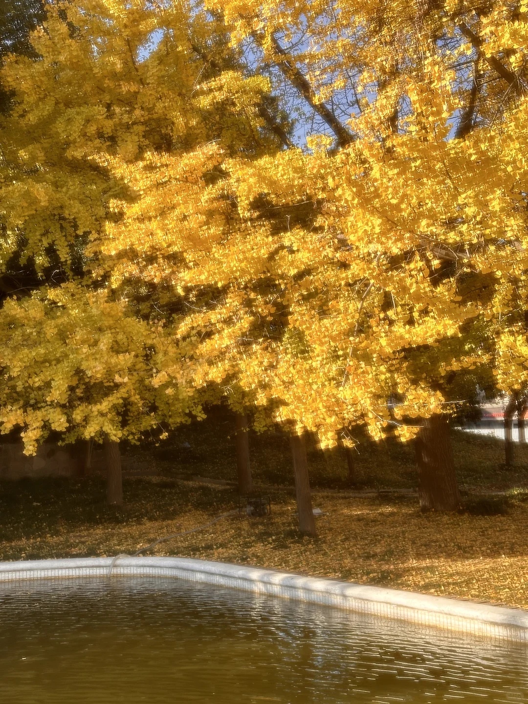 满园银杏落秋风，扬州小众银杏打卡点❗️