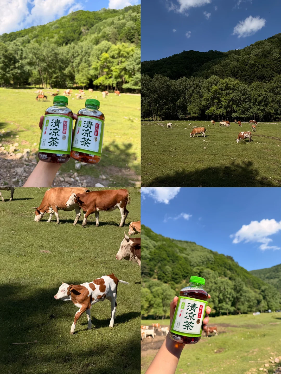 出门必备！！夏日降火神器！！牛马进山见牛马啦