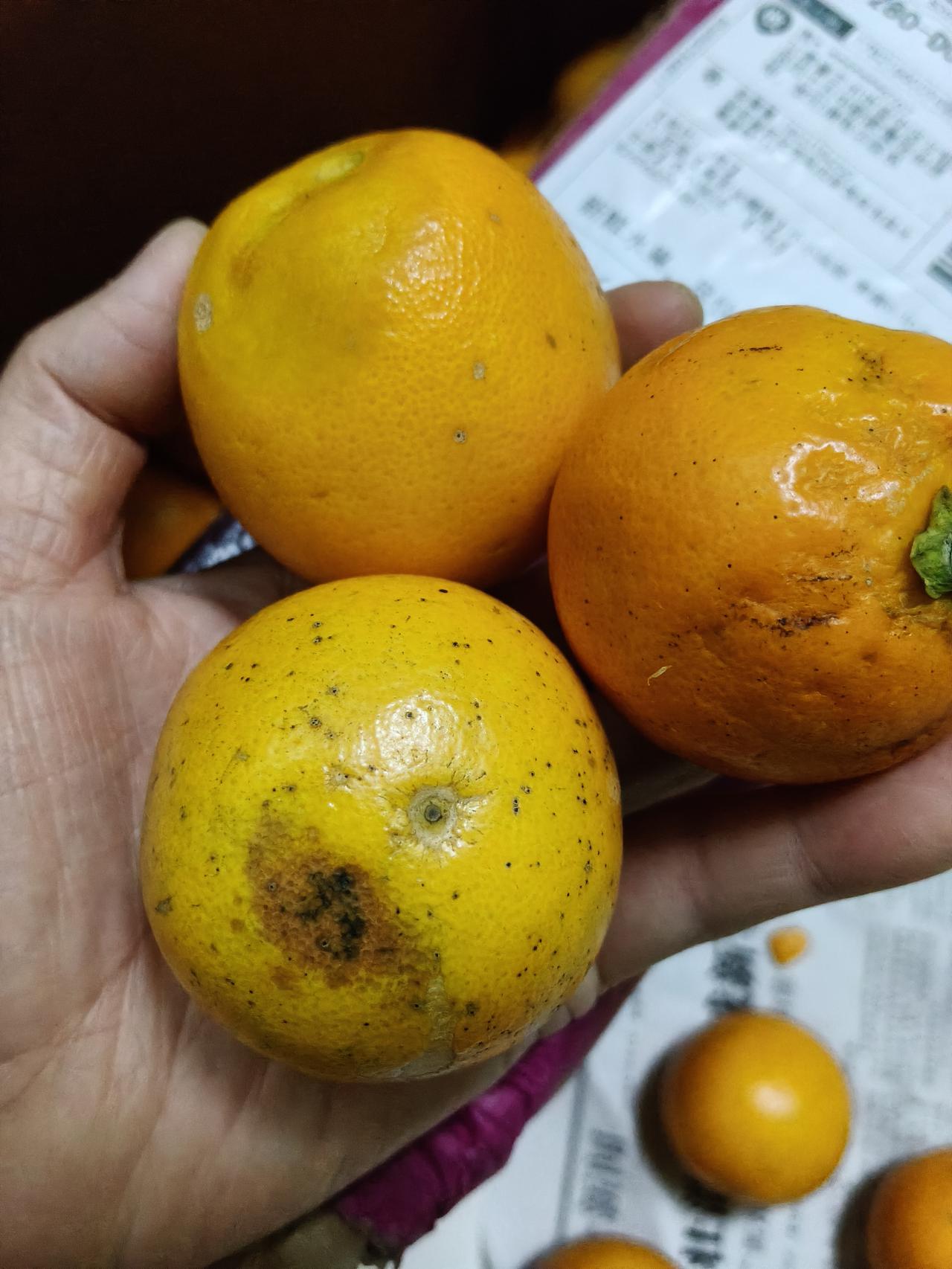 前几天在某多多上，买了一箱麻阳冰糖橙，质量非常的差，不仅个头很小，个头太小干脆没