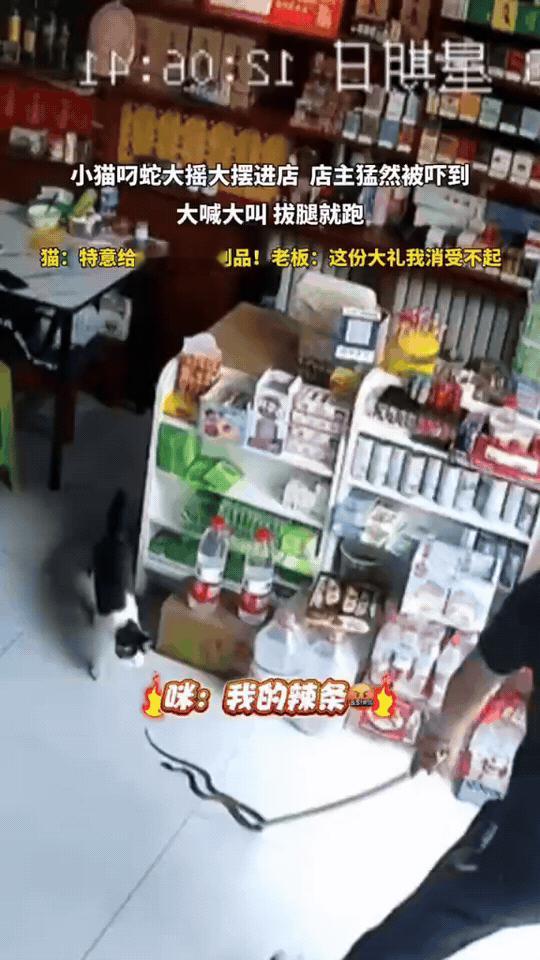 笑疯了！小猫叼着大蛇大摇大摆闯进店里，给店主送上一份“硬核大礼”😂
 
店里老
