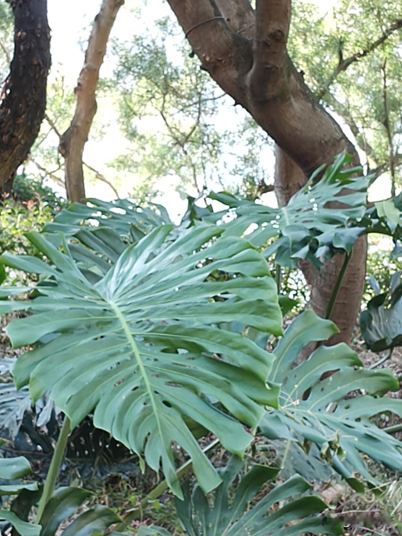 她们说这是女人的心声，这是很多女人想要的生活——不想一日三餐都做饭，每天都洗衣拖