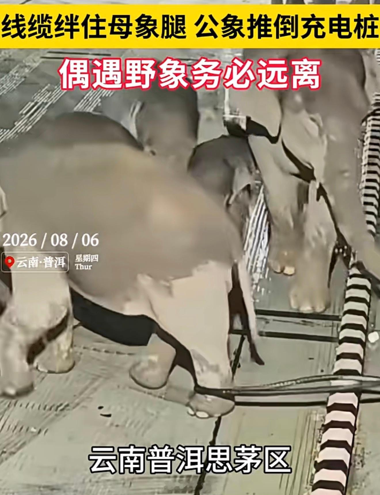 很新鲜的新闻，充电线缆卡住母象，公象一个生气直接把充电箱干翻了 