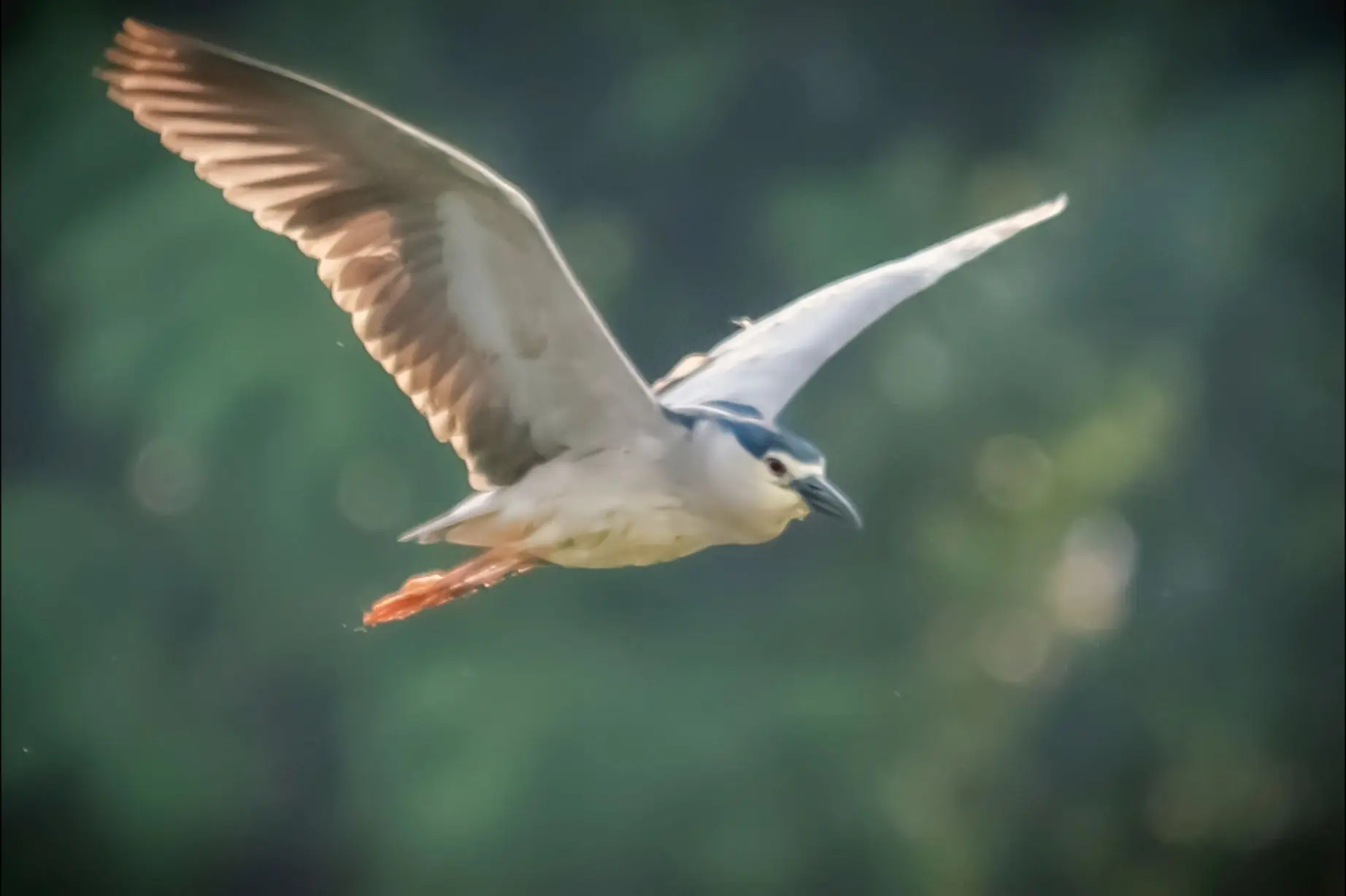 长焦观鸟---飞翔的夜鹭 夜鹭，常栖息和活动于平原和低山丘陵地区的溪流...