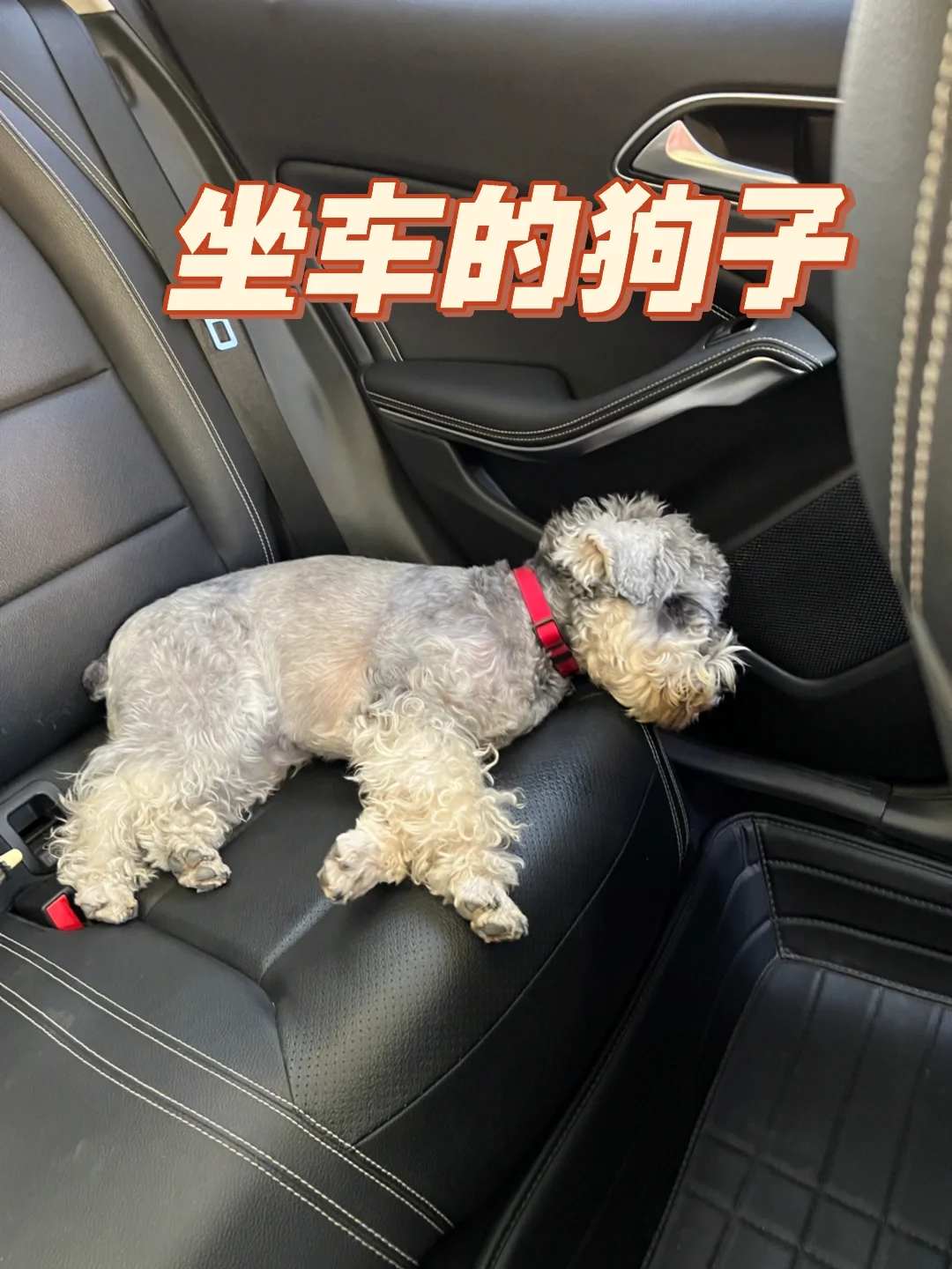 狗子好像有点晕车