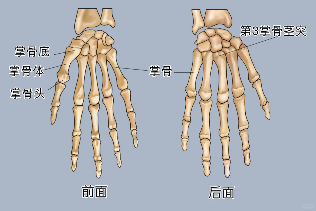 掌骨解剖图