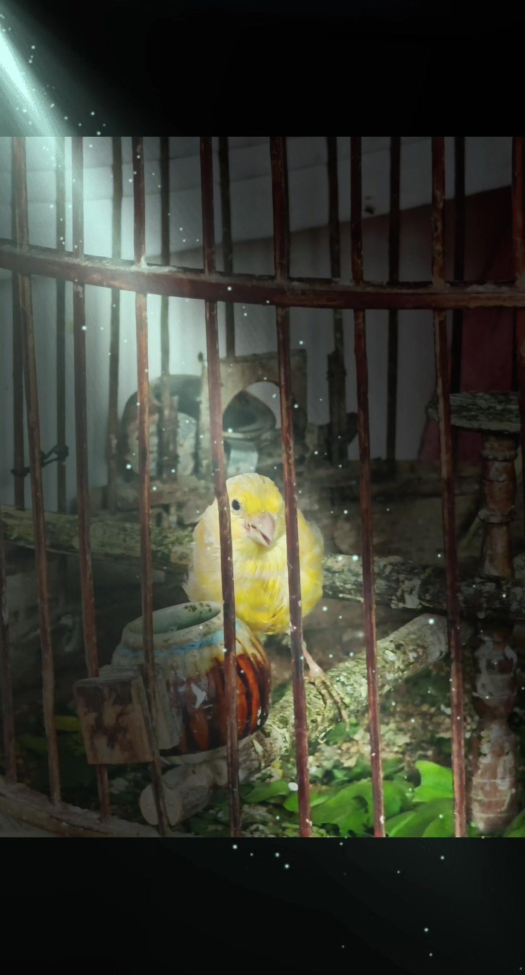 每天回家看到笼子里扑腾翅膀的小毛球，叽叽喳喳地讨食，一天的疲惫都被治愈了。它们歪