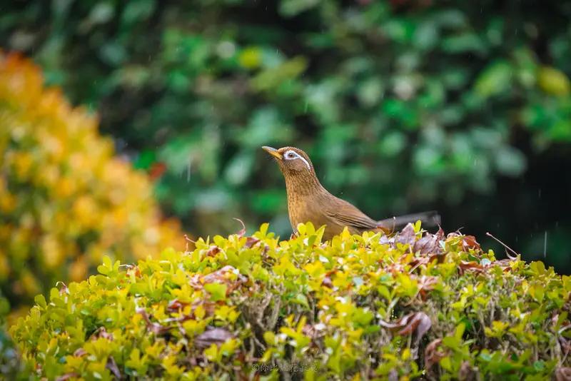 最高法会同多部门发布涉鸟类保护刑事典型案例，提醒咱别随意捕鸟，不然容易触犯法律。