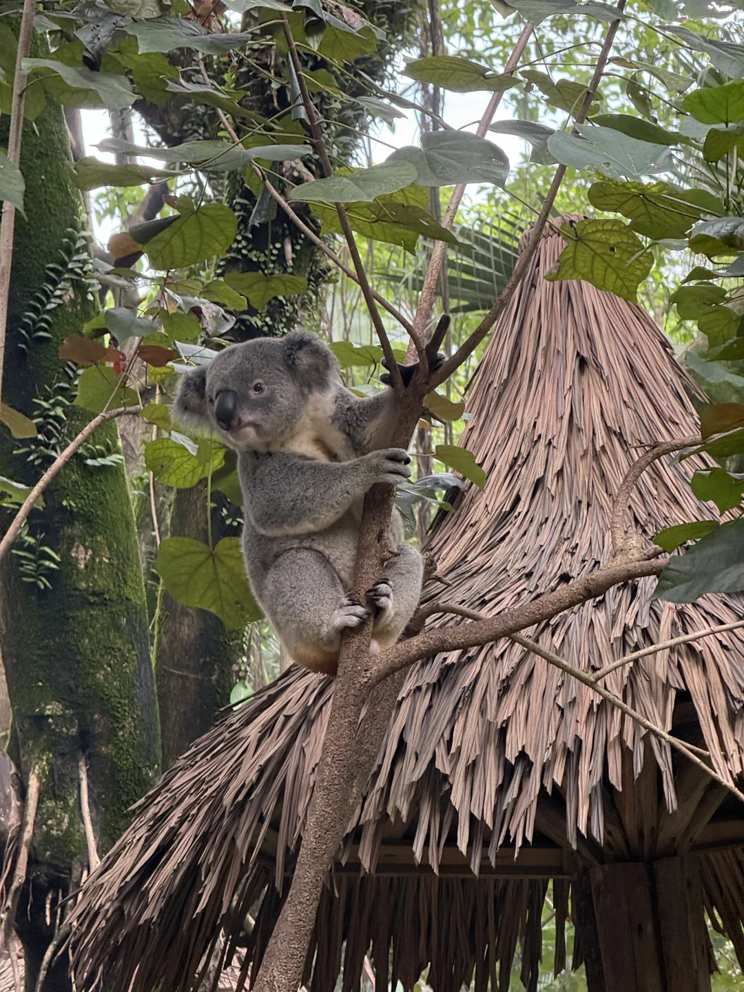 偶遇收考拉🐨