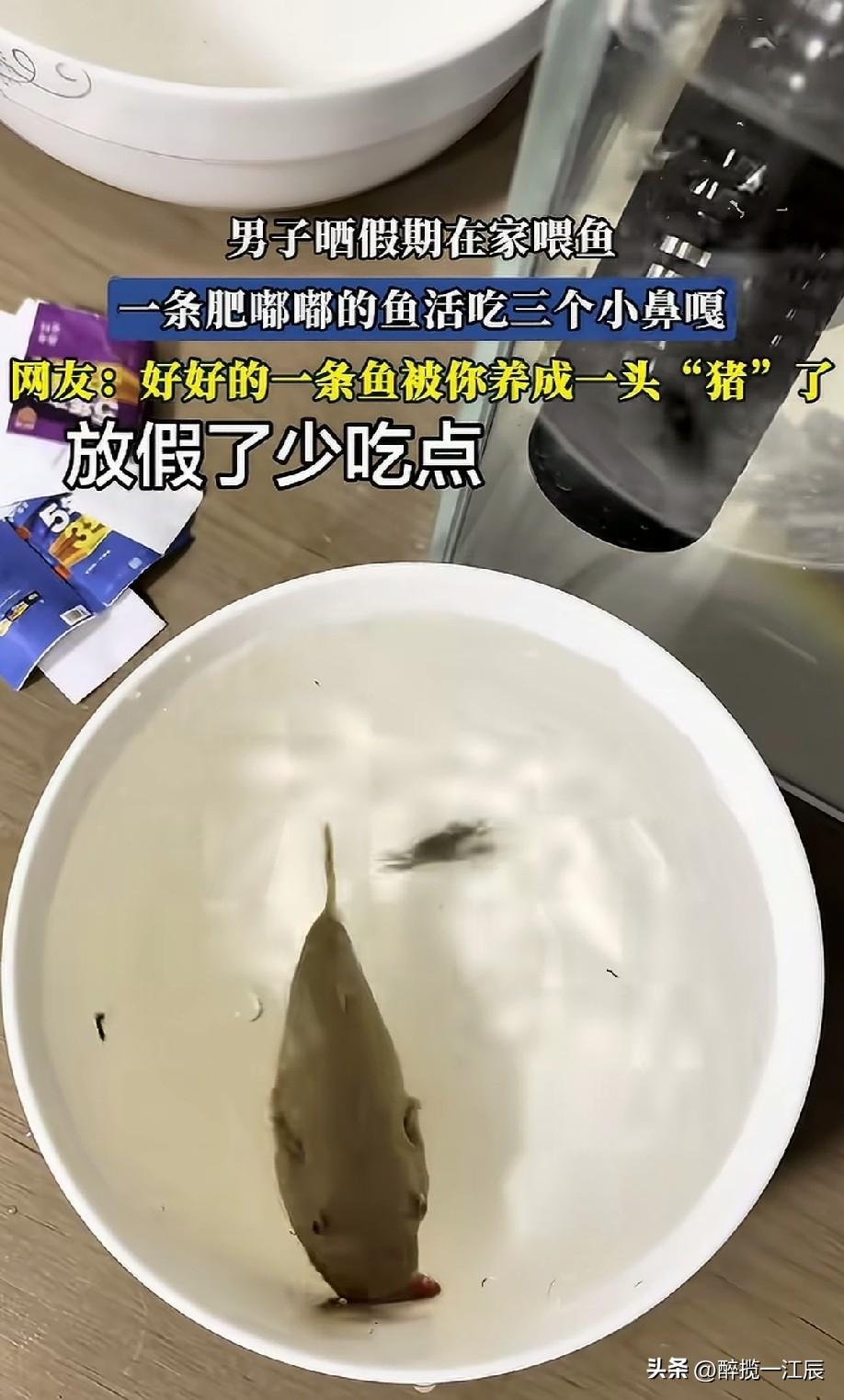 什么鱼啊？这么胖[笑哭]