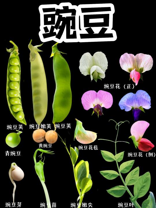 【豌豆】吃豌豆尖的日子结束了，开始吃豌豆