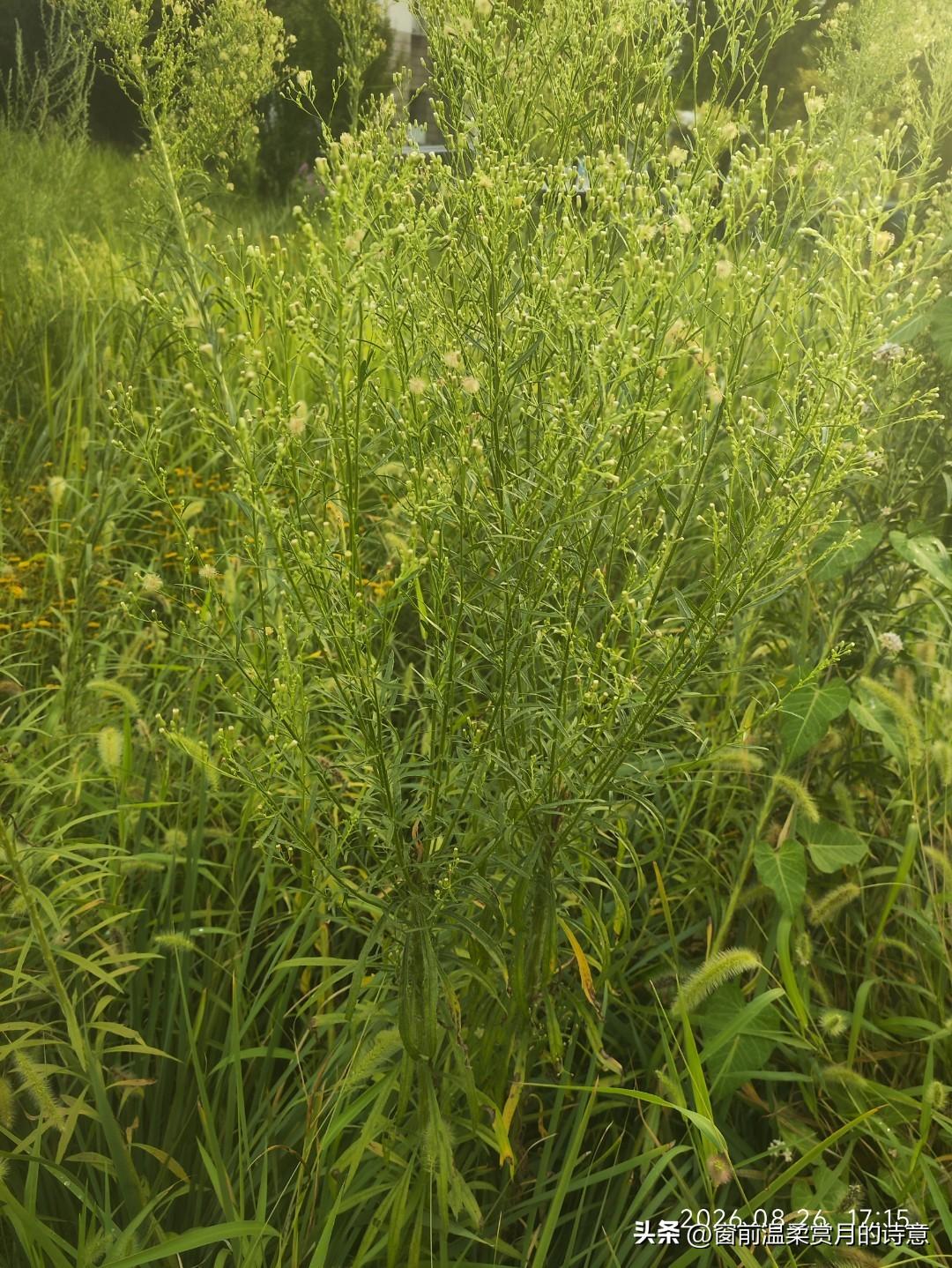 路边荒草丛里，高高挺立的就是小蓬草，很多地方叫它小飞蓬。细细狭长的绿叶，枝梢长满