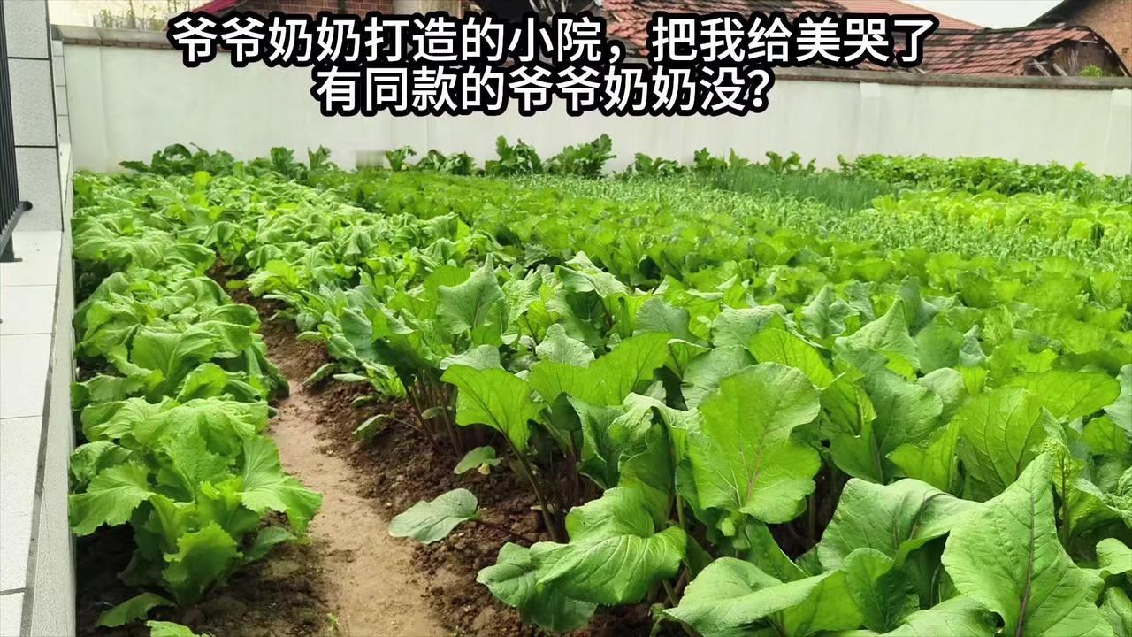 🍃不求大富大贵，院子里青菜绿油油，三餐有着落，这就是安稳的小日子。
🌱清晨拉