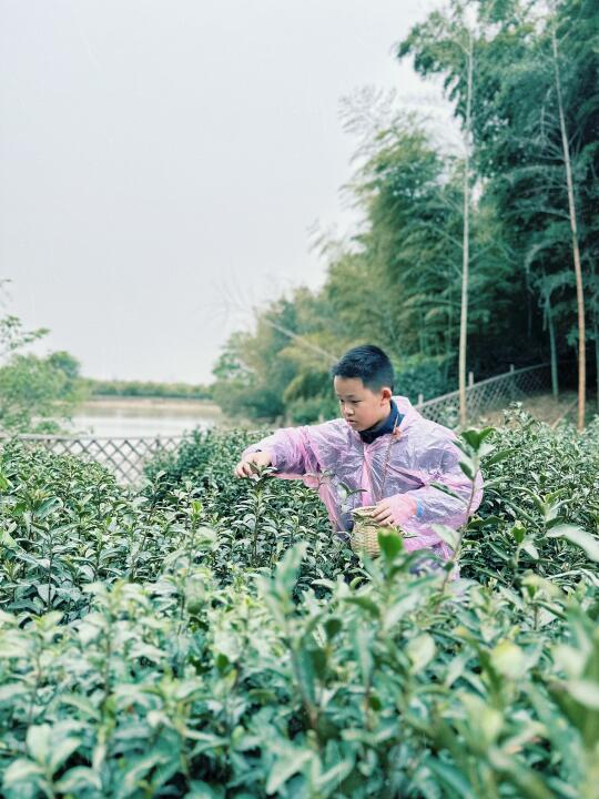 江浙人的春日仪式感：上山挖笋🎍采茶🍵