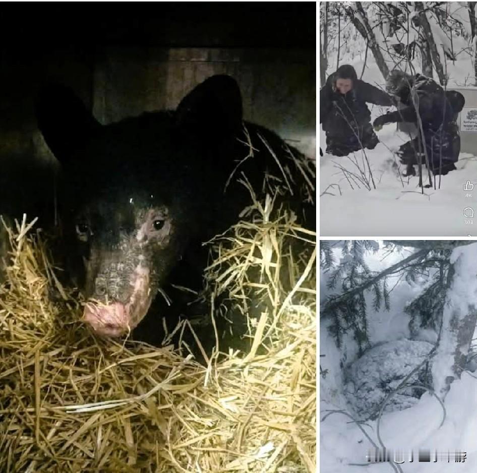 加拿大卑诗省道森河市（Dawson Creek）暖心一幕，一只迷路熊宝宝熊宝宝2