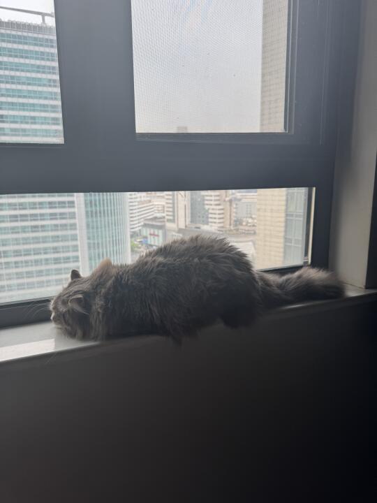 哪来的猫猫虫？！