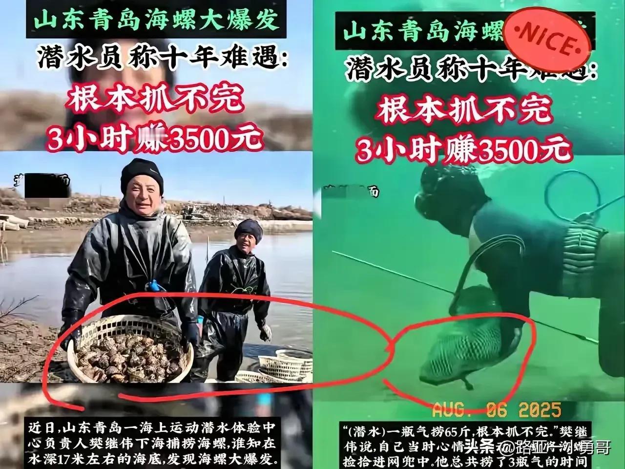 我有预感，青岛这片海真的要变天了！

不是因为潜水员樊继伟在17米深的海底撞见了