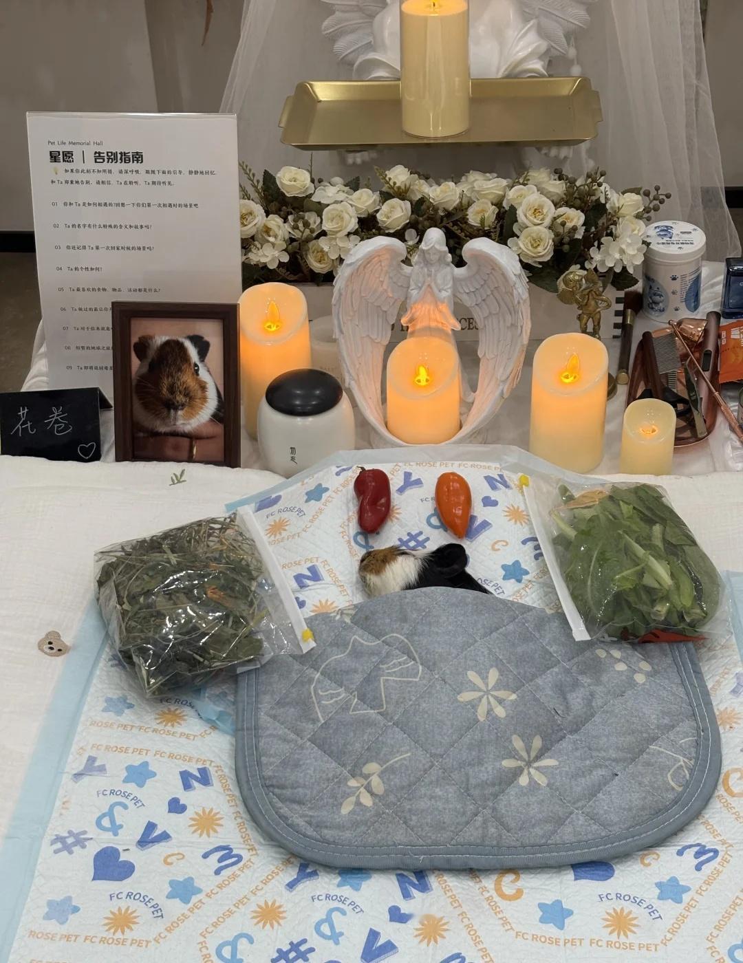 荷兰猪四岁零九个月去世正常吗
老幺凌晨因为突发性肺炎离开了，无法接受这个事实，看