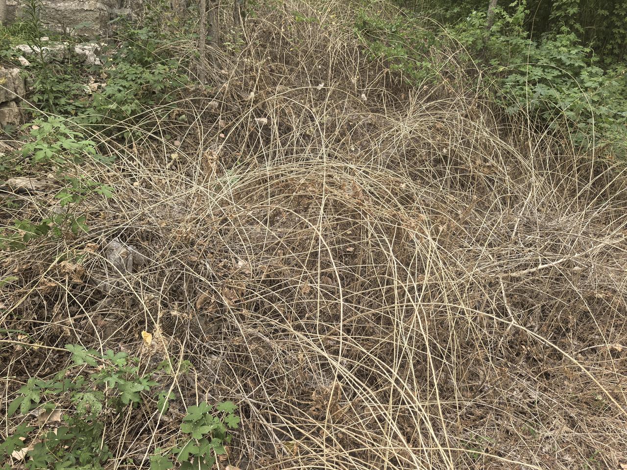 农户对野生植物喷洒除草剂，野生枸杞等灌木以及葎草、狗尾草、灰绿藜、马唐、马齿苋等