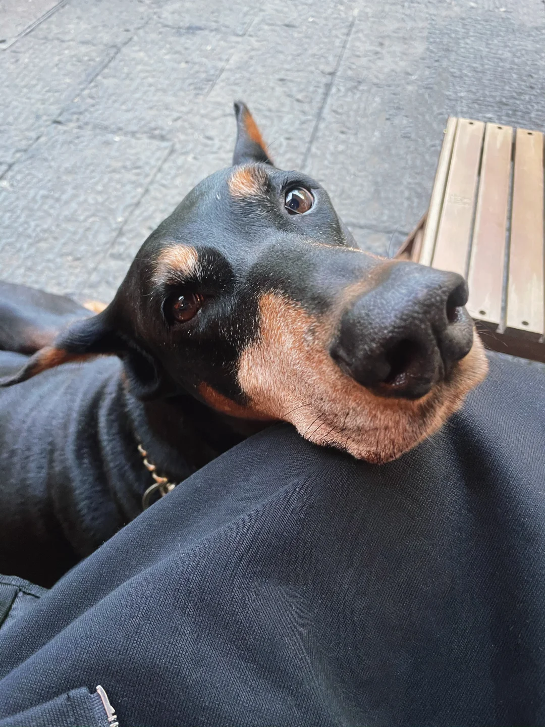 你离开的305天，我的小狗，谢谢你来梦里看我