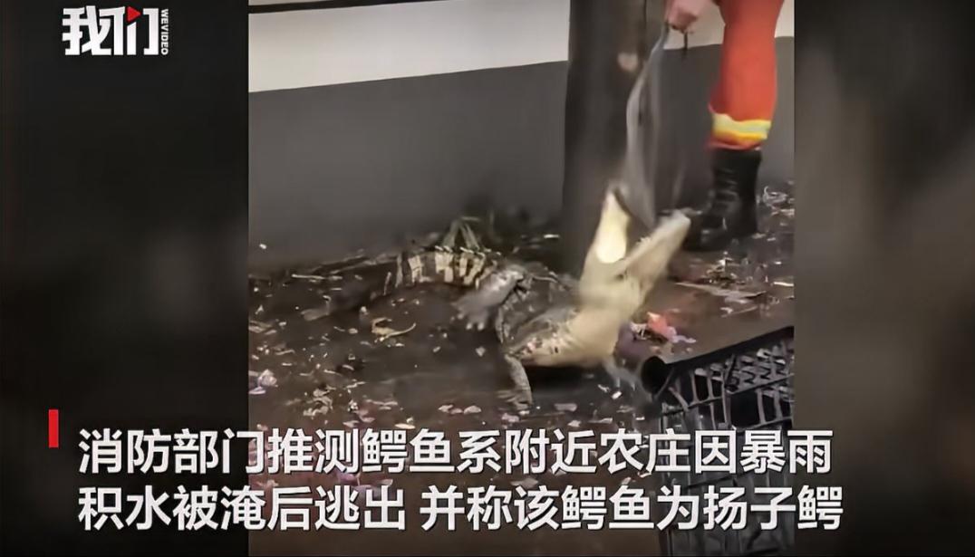 暴雨过后，街头惊现鳄鱼，它们从何而来？
6月16日，广东东莞凤岗镇暴雨过后，街头
