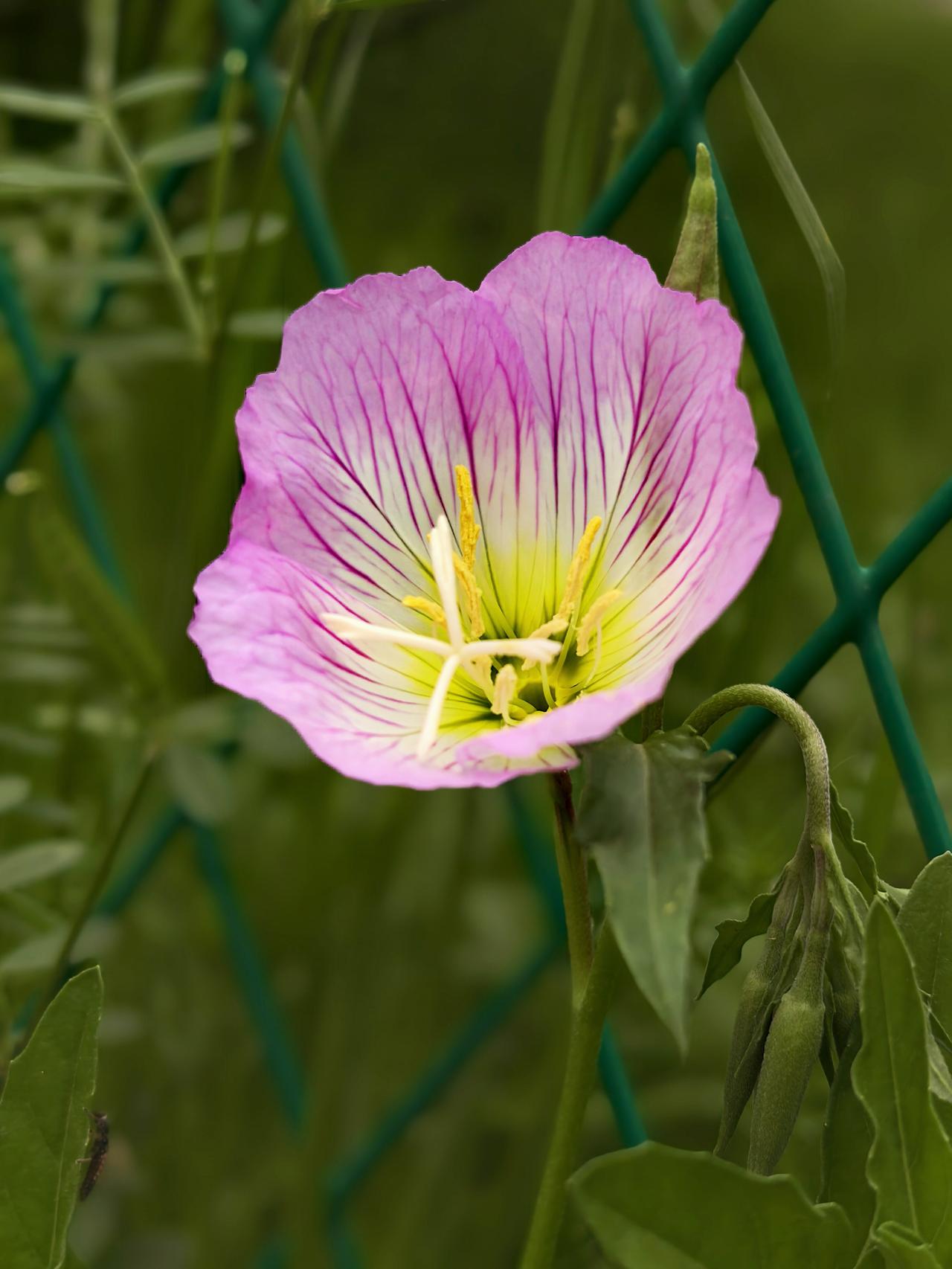 在襄阳凤林古渡的路边看见这朵花。本来都走过去了，一瞥之间觉得这花很美，又返回去认