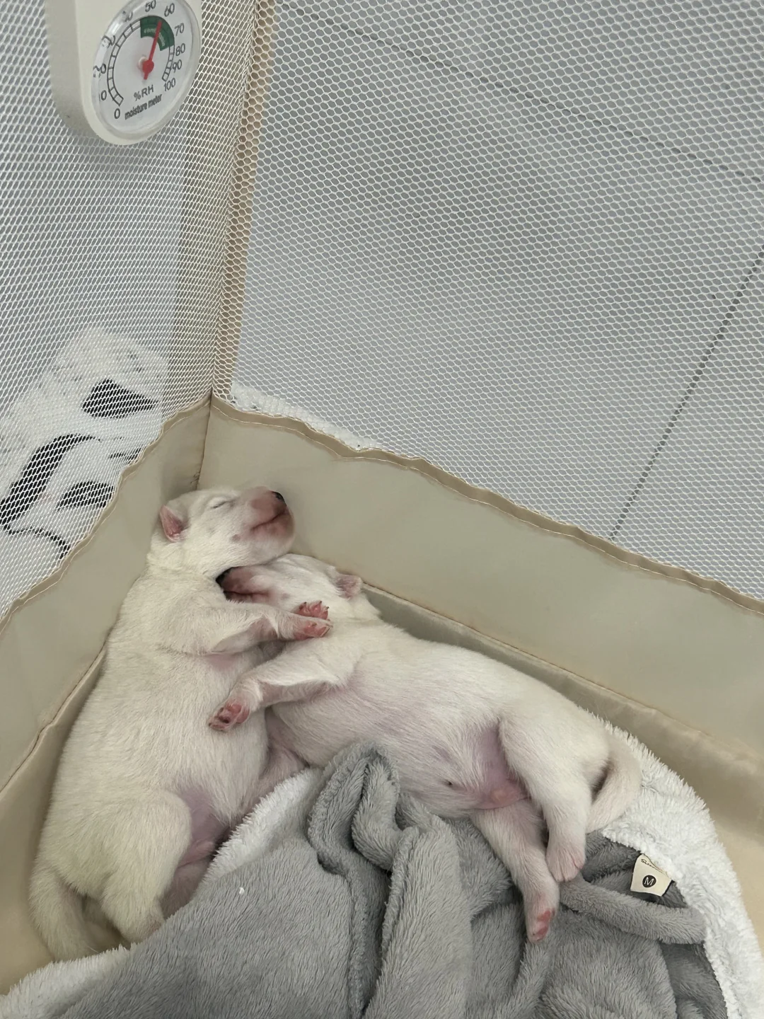 好有爱啊 老五老六