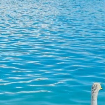 阳光信用 阳光信用每日一善 选择善良是一块路标，在你迷失方向之时，给你指明前进的