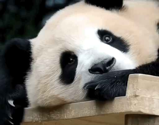 熊猫守护者[超话] 把烦恼化作清风，让快乐住进日常。心怀感恩接纳所有，阳光总会穿