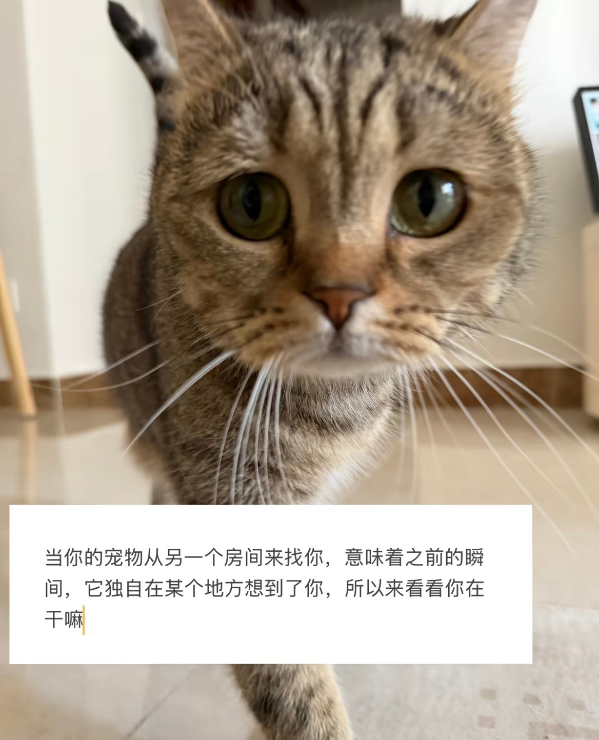 张钧甯原名更难认了世界远远低估了小猫对人类的爱🥹 