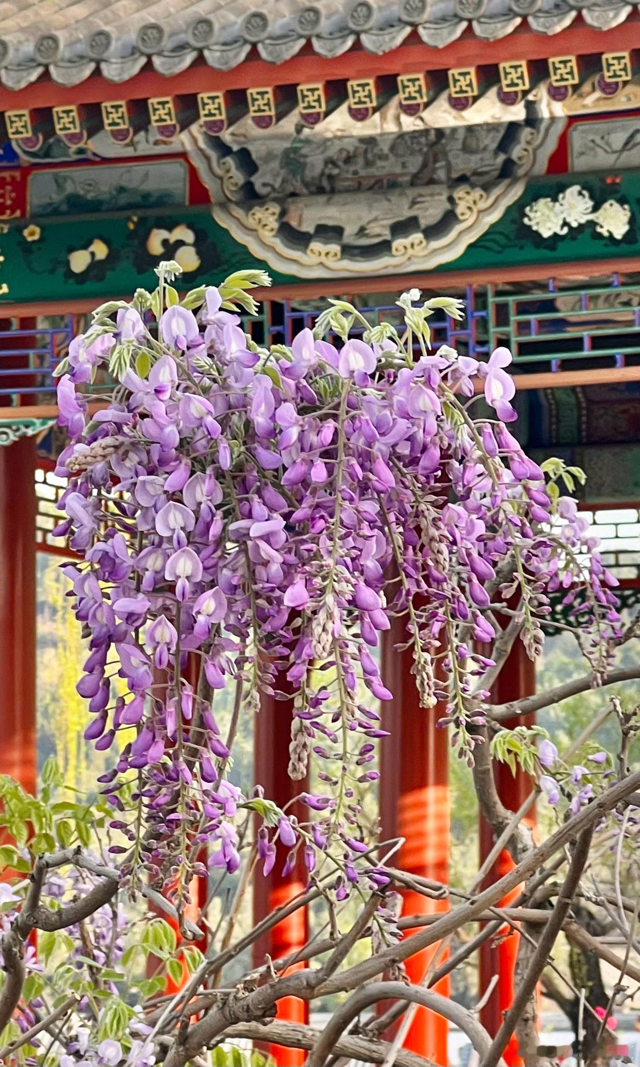 北京颐和园 知春亭 紫藤花  摄影​​​