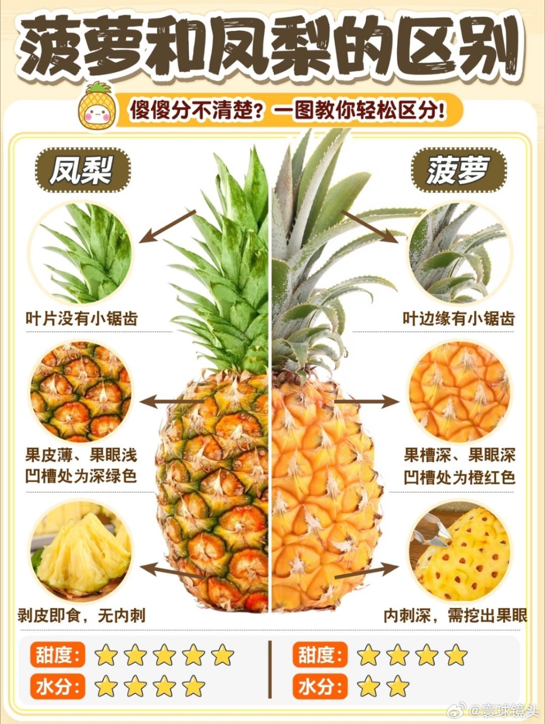 菠萝和凤梨到底啥区别凤梨和菠萝最明显的两个区别就是。凤梨价格更贵；就算吃一整个凤