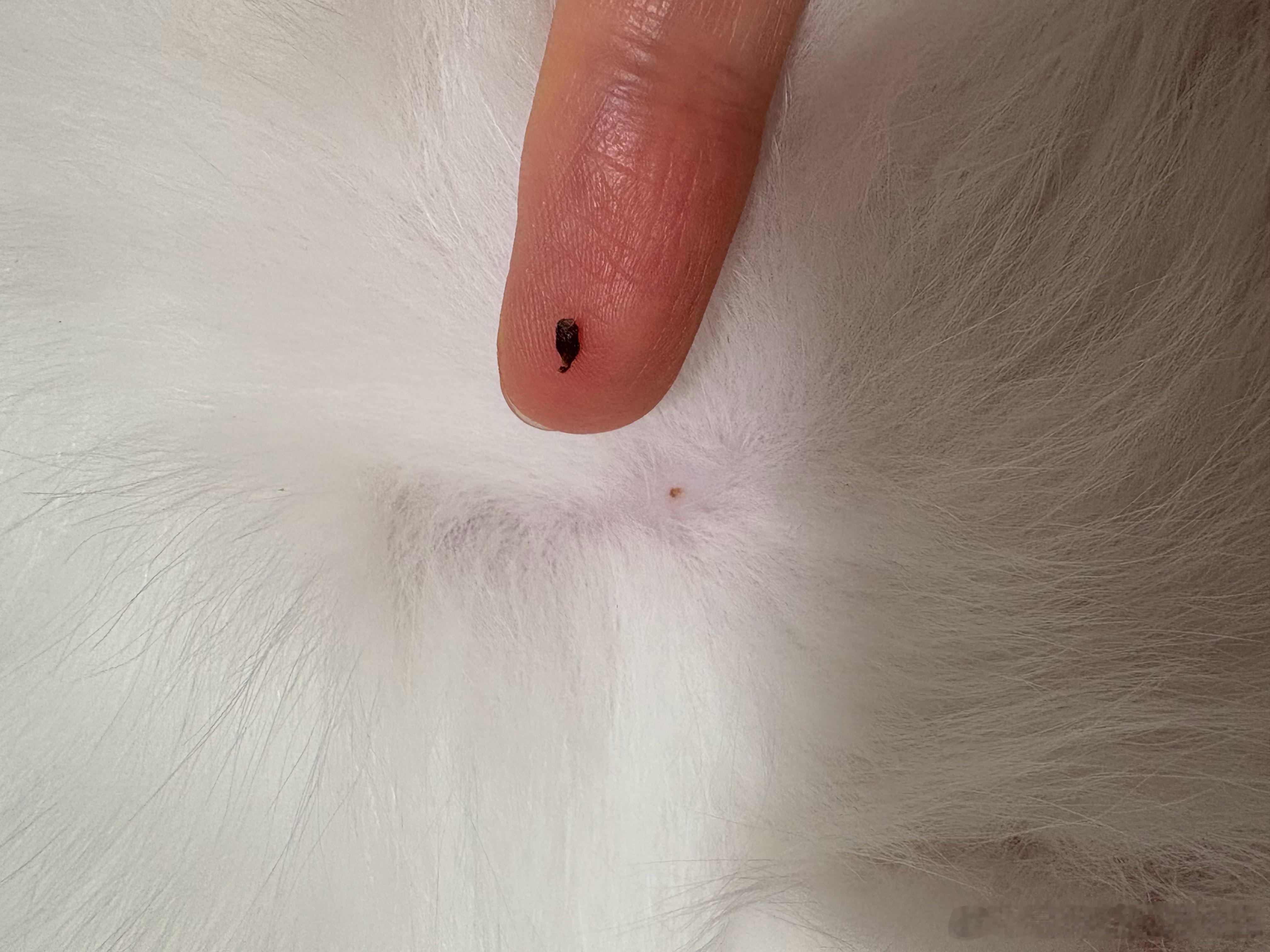 把鱼丸肚皮上那个黑头挤了，这猫着实油腻 