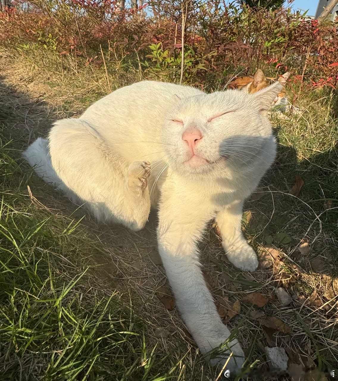 49340【丑猫】审美积累 学校的大白馒头 好丑好萌好丑好萌 