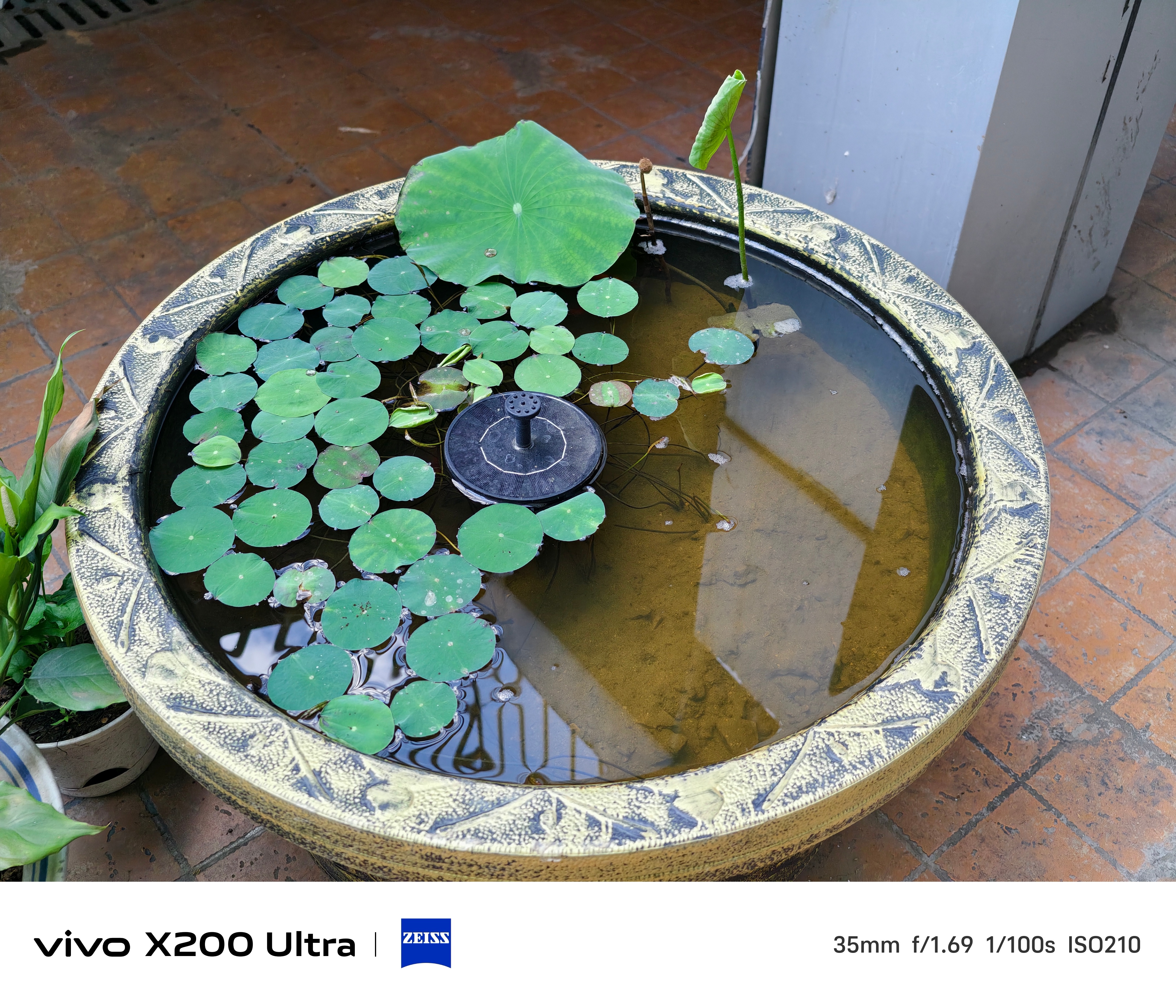 早啊宝们，种荷日记更新，又见新芽，感觉成了[污] ​​​