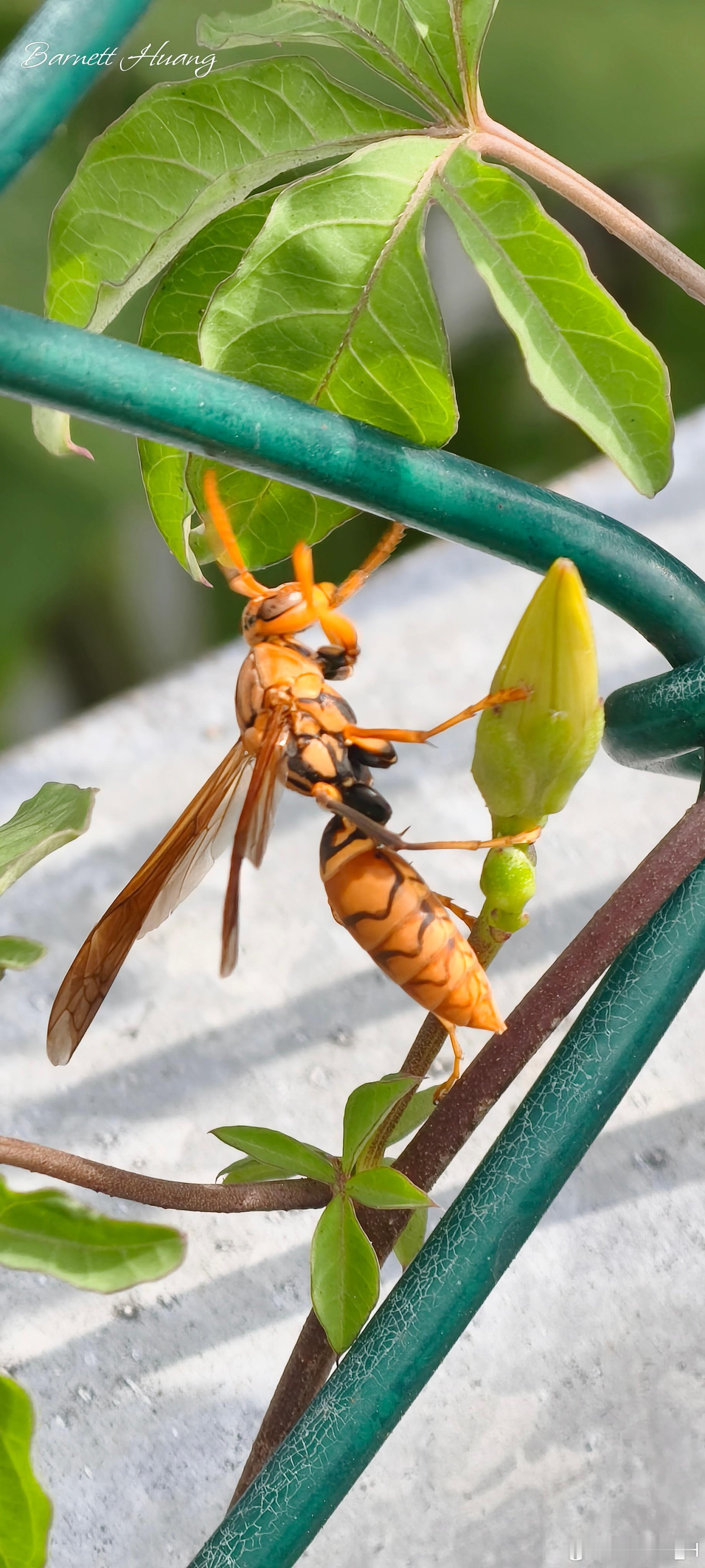 20260725，早安Polistes japonicus 日本長腳蜂 雌蜂，體