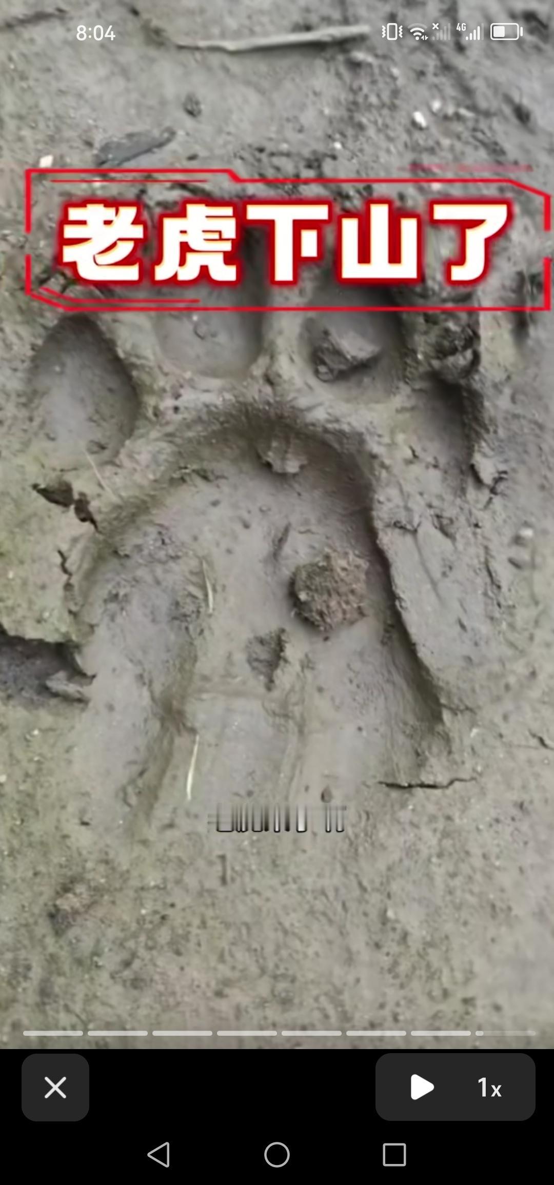 最新消息，吉林市左家镇附近发现野生东北虎足迹，大家出行务必注意安全。

今日，在