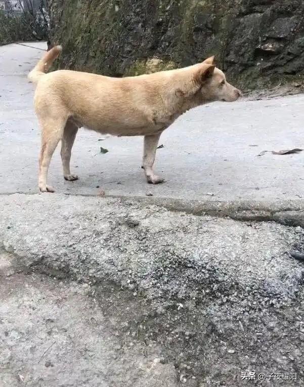 一只残疾的小狗都可以坚强的生存，何况人呢，所以不要抱怨生活。