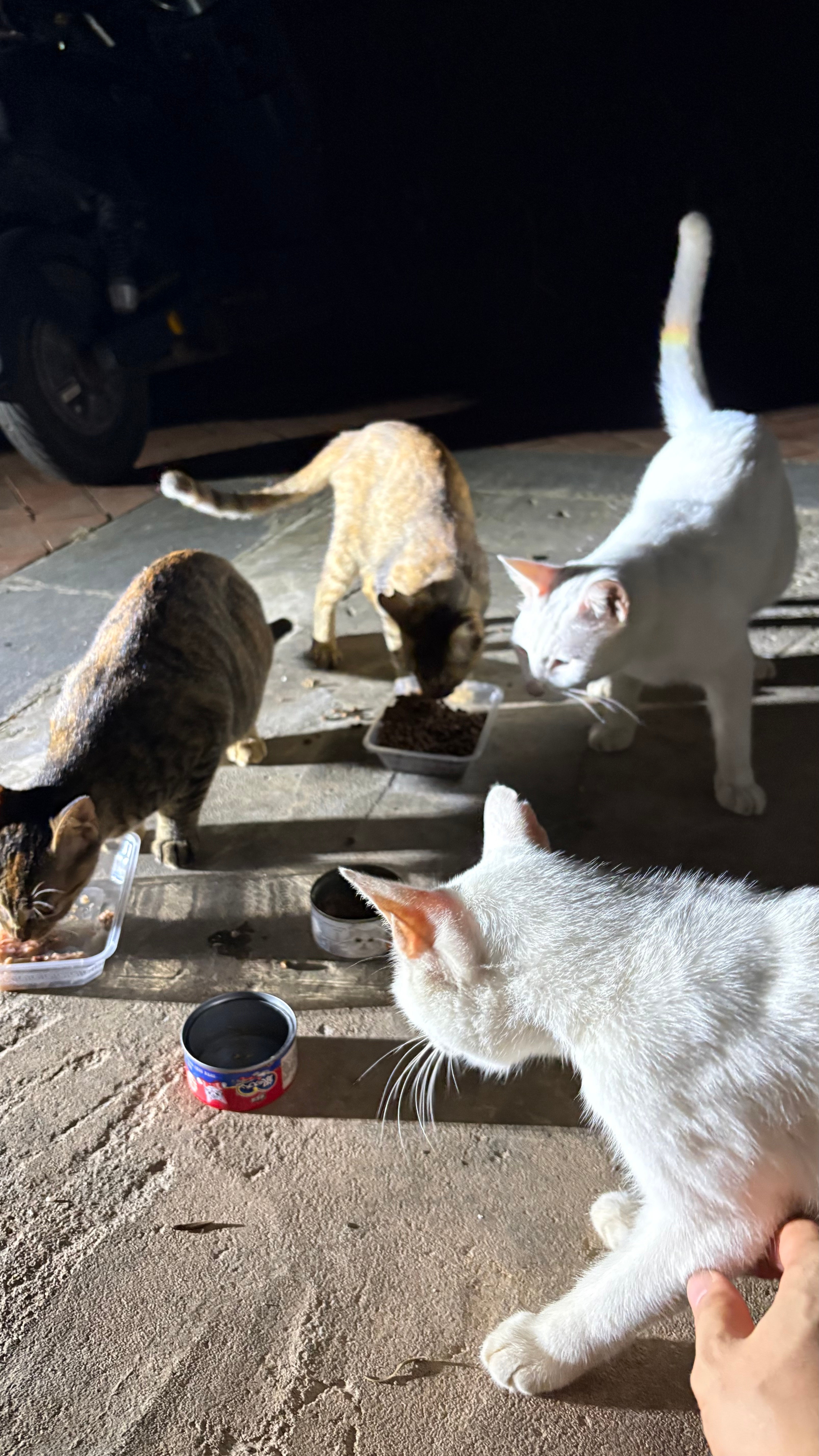可以说，是我的一堆小钱钱在聚餐。。。流浪猫