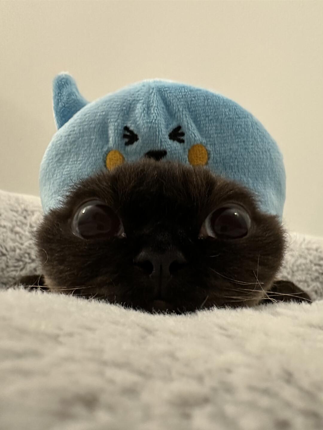 酷儿扁头猫