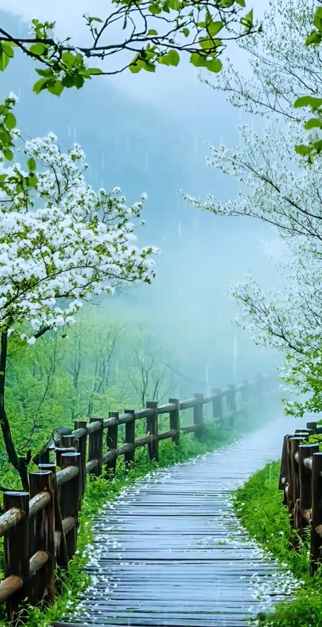 雨中山林，湿了木栈道，落了满径白花，连空气都裹着青草的湿润气息。原来慢下来，才是