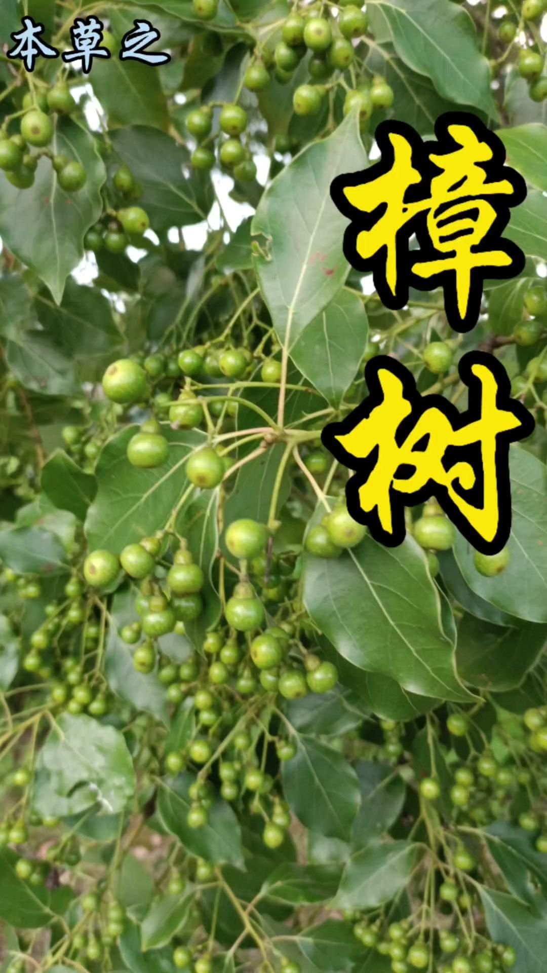 香樟树你了解多少？🌿见过枝条挂满绿色小果的香樟树吗？它位列江南四大名木之首，江
