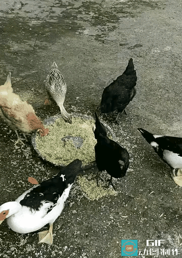 大家快来看看这个视频，看完真的超感动！一群鸭子正觅食呢，其中有只鸭子格外善良，嘴