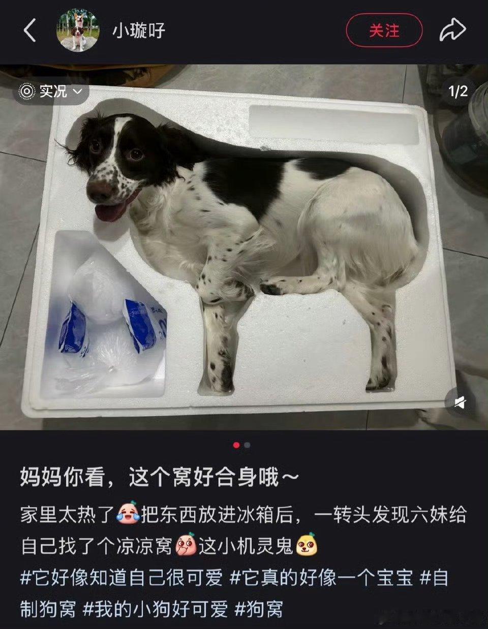 完形填狗这种小狗狗点子最多了 