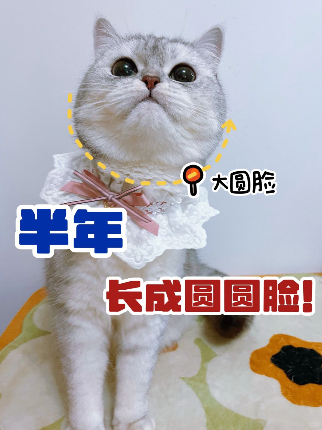 5年养猫经验告诉你，猫咪长肉就这么吃！
