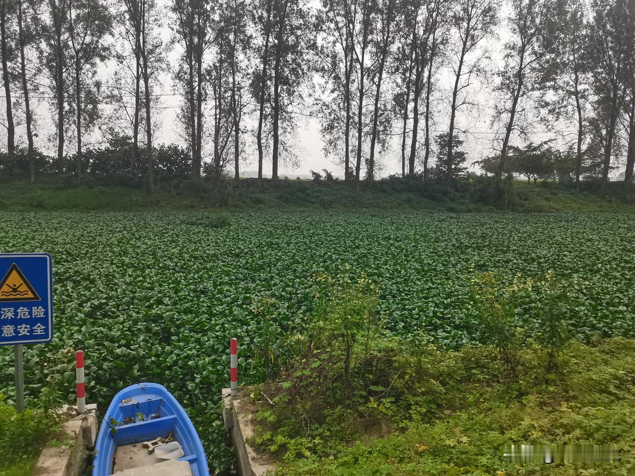 每年夏季很多河面都铺满绿油油的东西，这个到底有啥用啊？原本清澈的河水都看不见了，