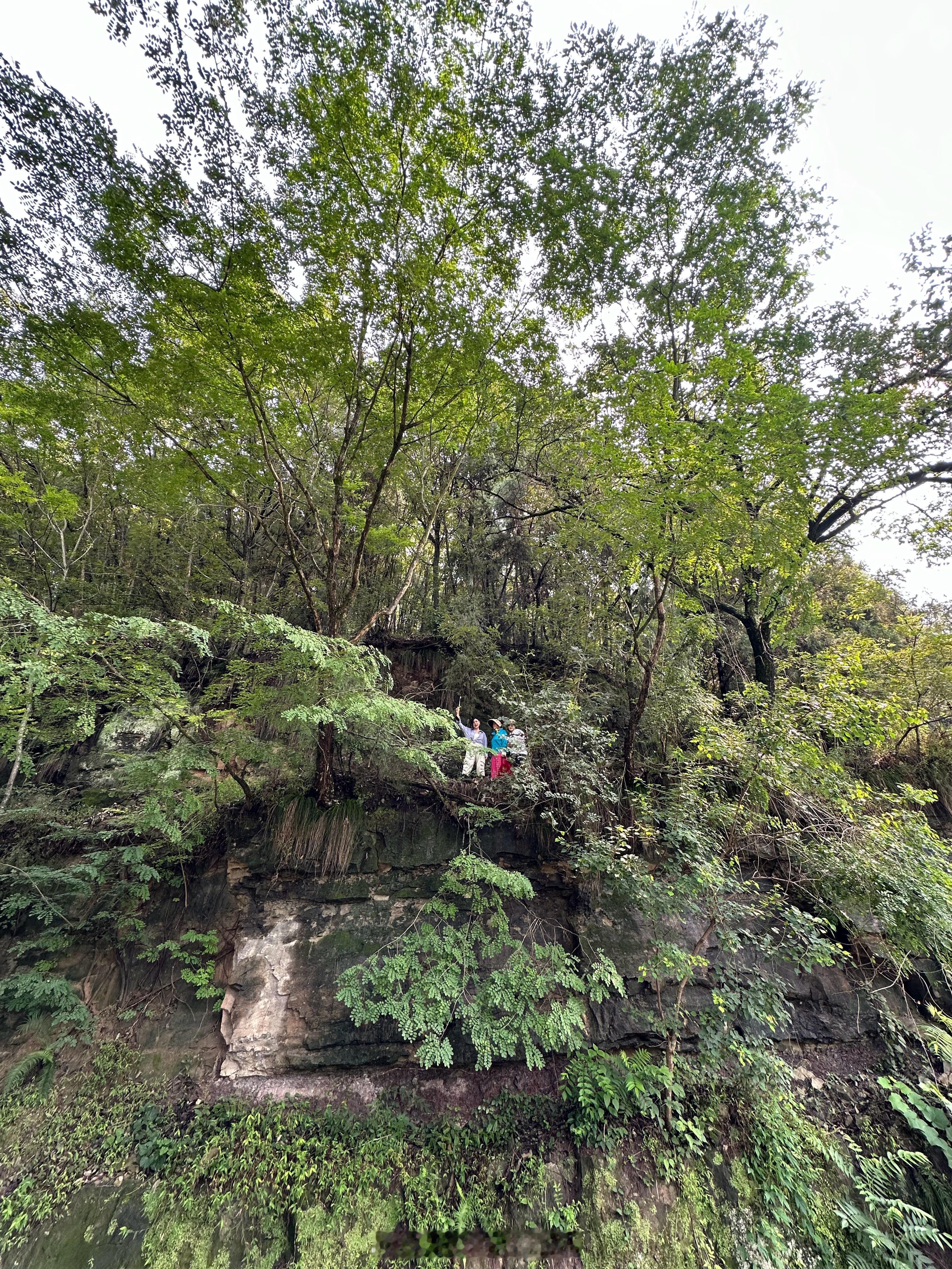 你们都还没起床，我们捡菌人已经下山开始煮菌子了。新手光环下捡了好多鸡枞菌，发财了