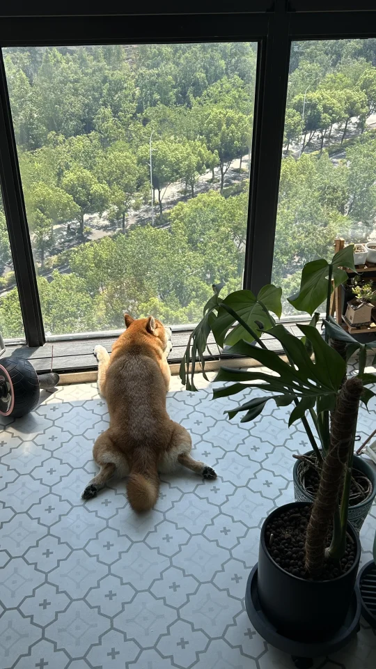🐶：晒太阳补钙