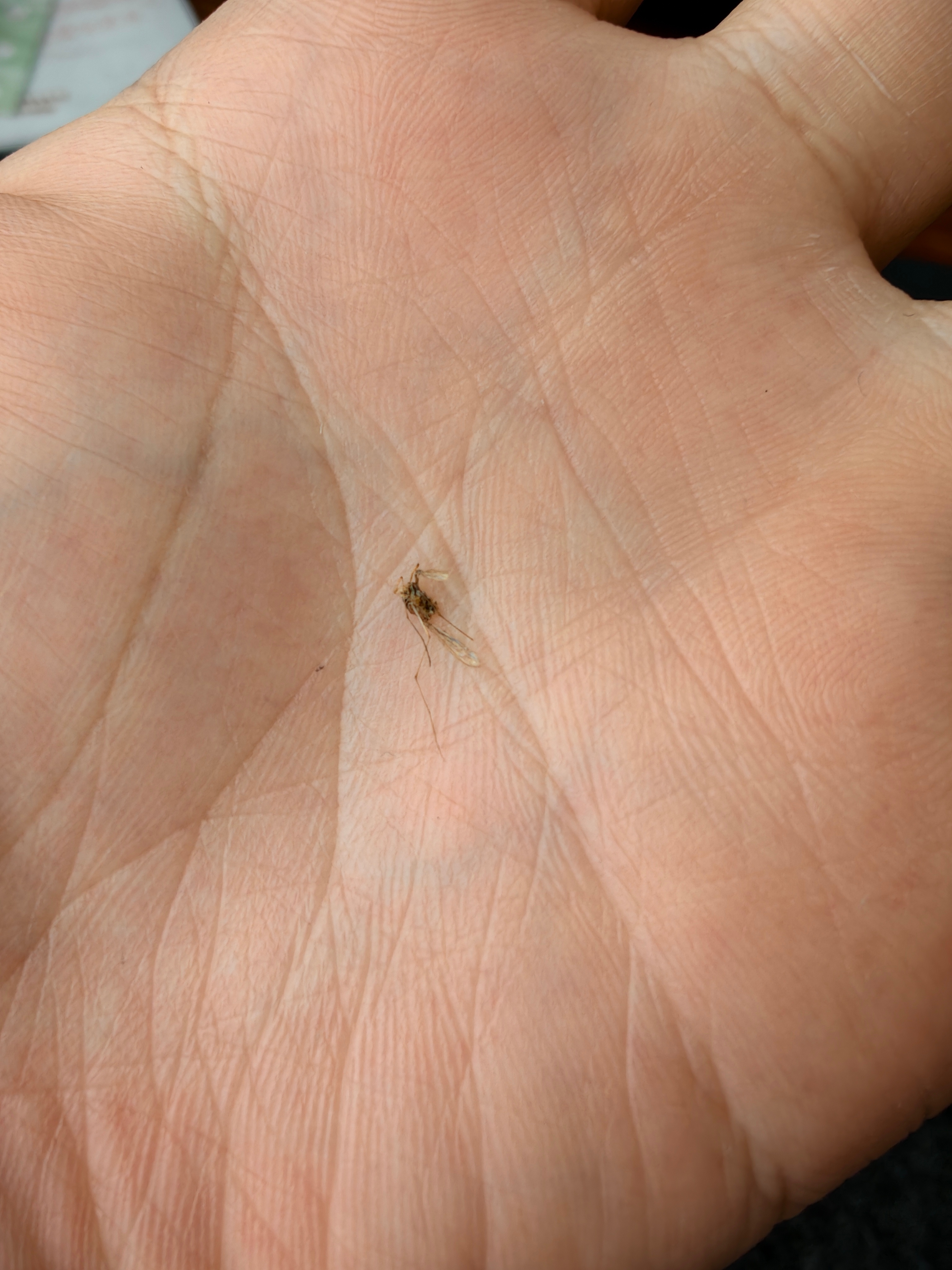 可怕，3月的青岛已经有蚊子了昨晚在电脑前打死一只蚊子我还以为看错了北方的暖气对它